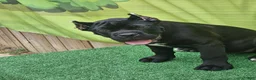 Cane Corso dogs for sale: MELLO - Ad 8