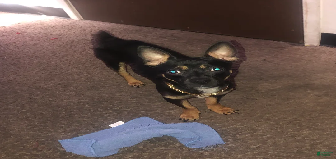 Gallery Image {{count}}