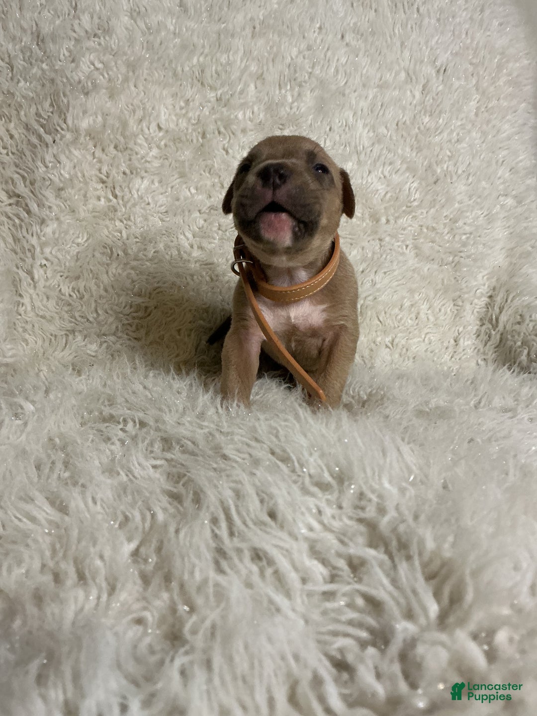 American Bully dogs for sale: Dirty Dan - Ad 10