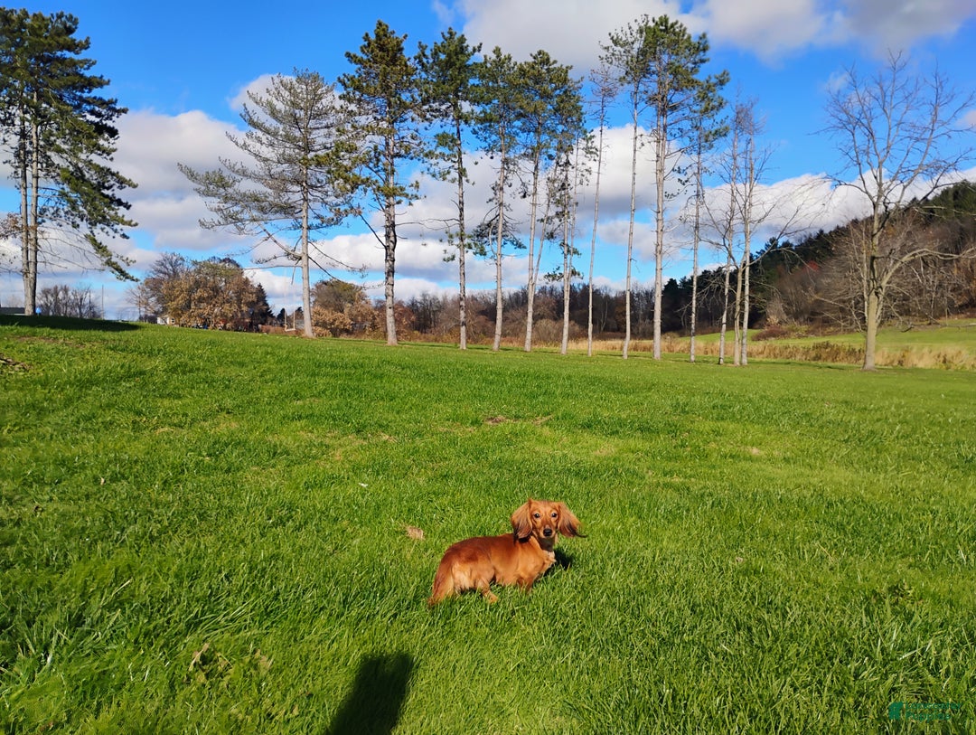 Miniature Dachshund dogs for sale: Luna - Ad 10