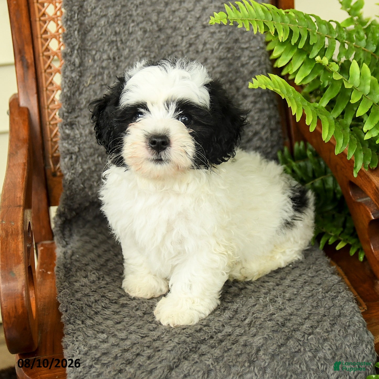 Maltipoo dogs Frankie - Ad 1