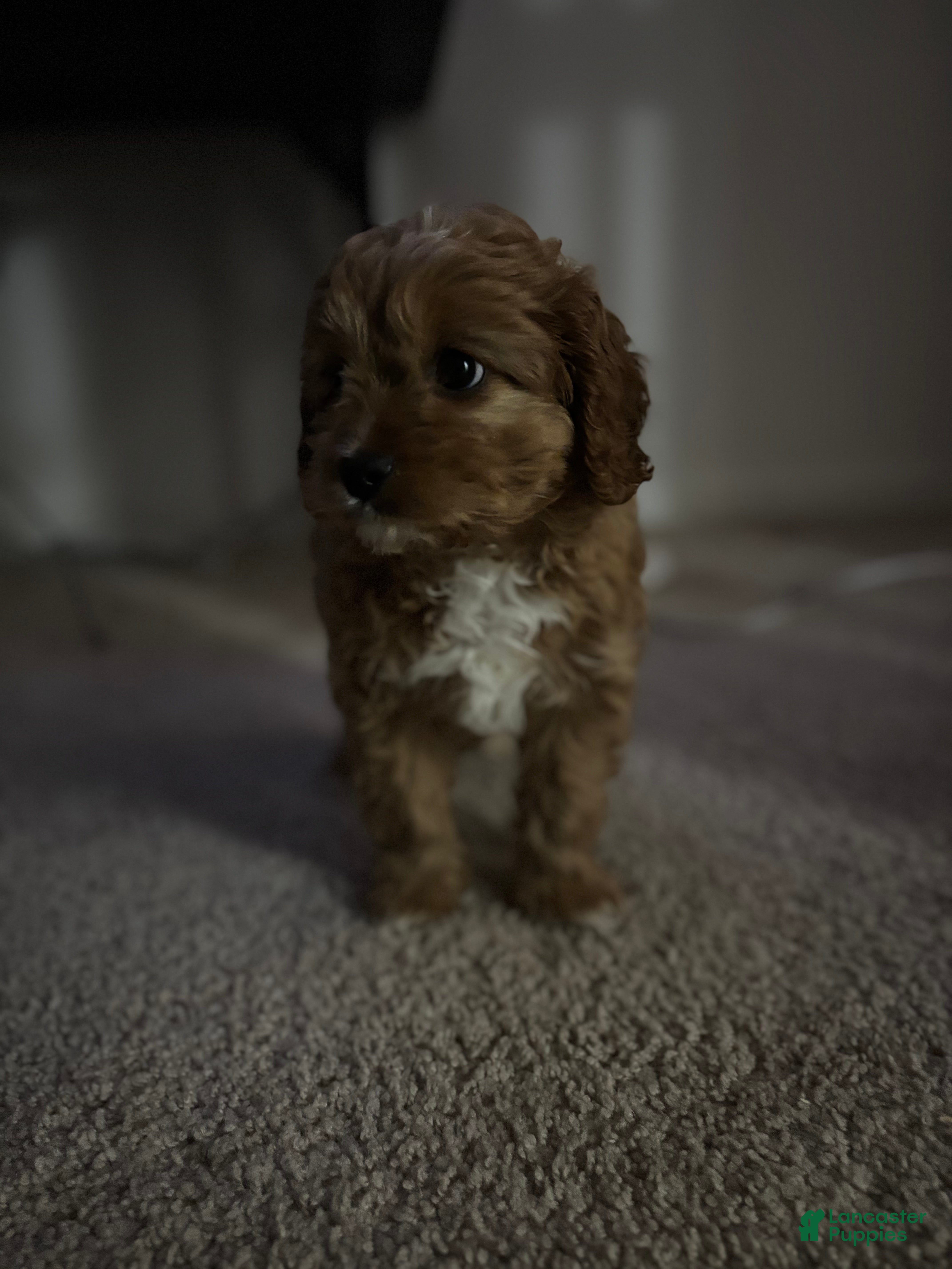 Cavapoo dogs for sale: Cavapoo Puppy 2 - Ad 3