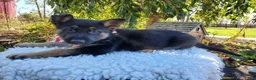German Shepherd dogs for sale: Tommy - Ad 4
