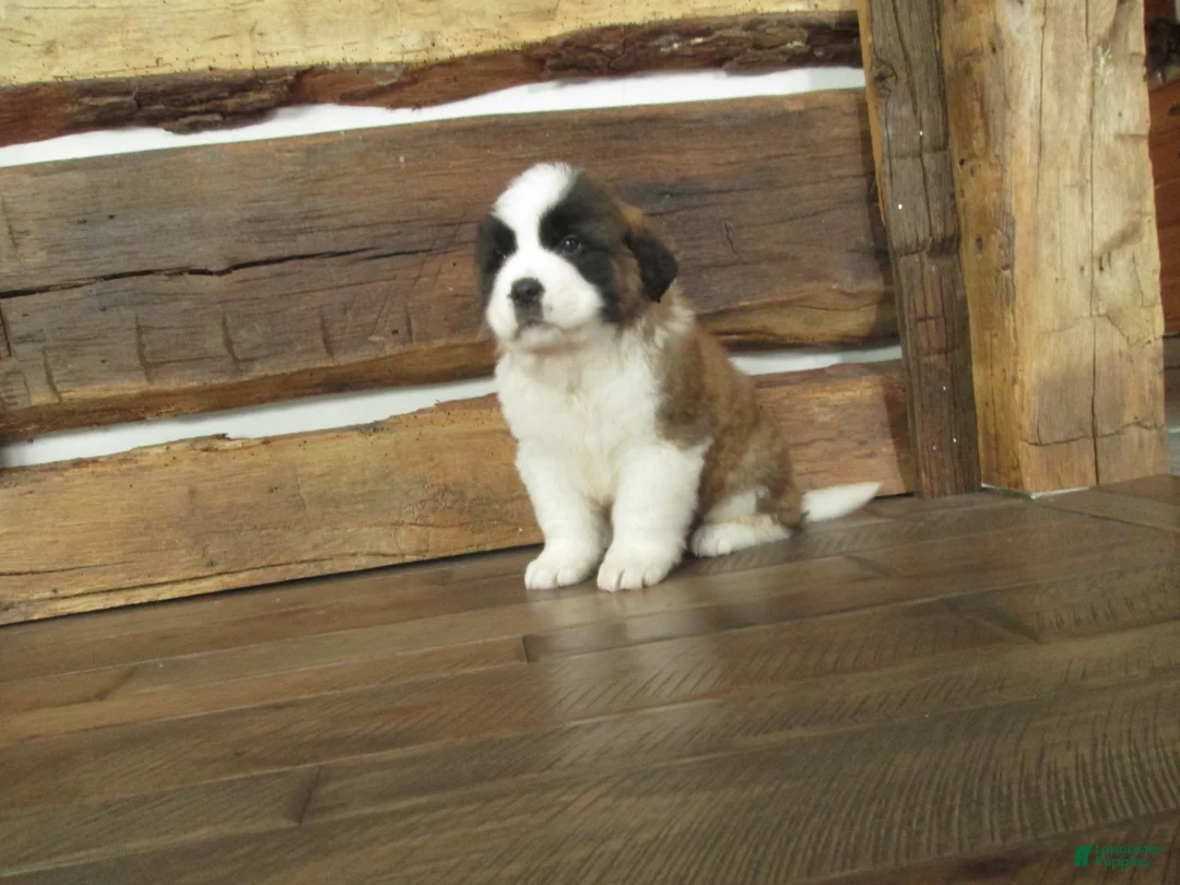 Saint Bernard dogs for sale: RAYDOE - Ad 1