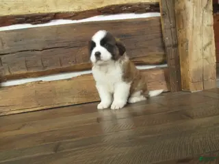 Saint Bernard dogs RAYDOE - Ad 15