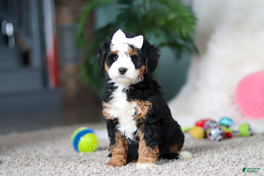 Mini Bernedoodle dogs for sale: Amethyst - Ad 4