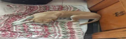 Mixed Breed dogs for sale: Mixed Breed 1 - Ad 4
