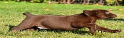 Labrador Retriever dogs for sale: Shawn - Ad 3