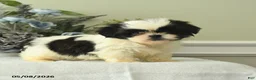 Shih Tzu dogs for sale: Hetty - Ad 2