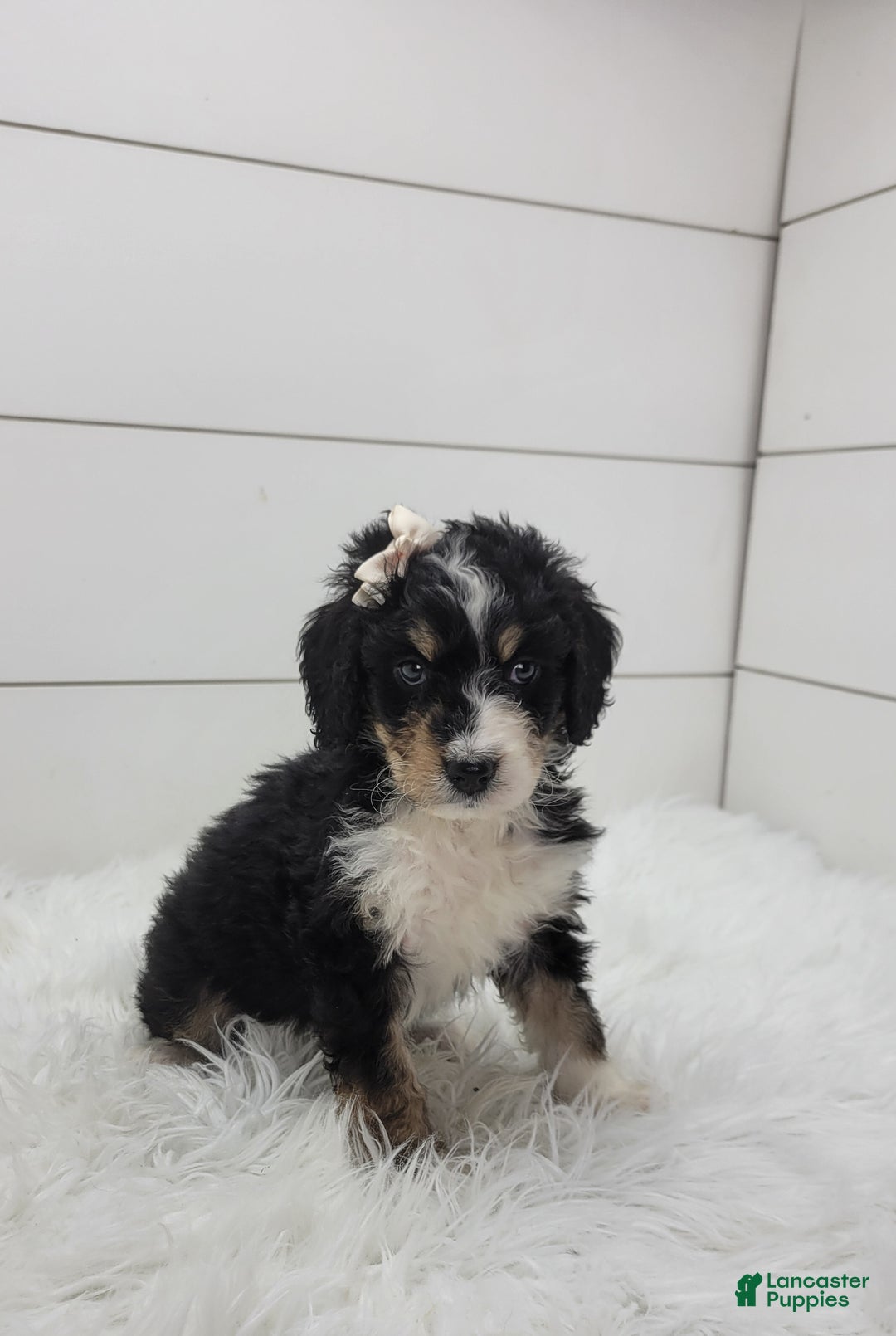 Bernedoodle dogs for sale: Finley - Ad 3