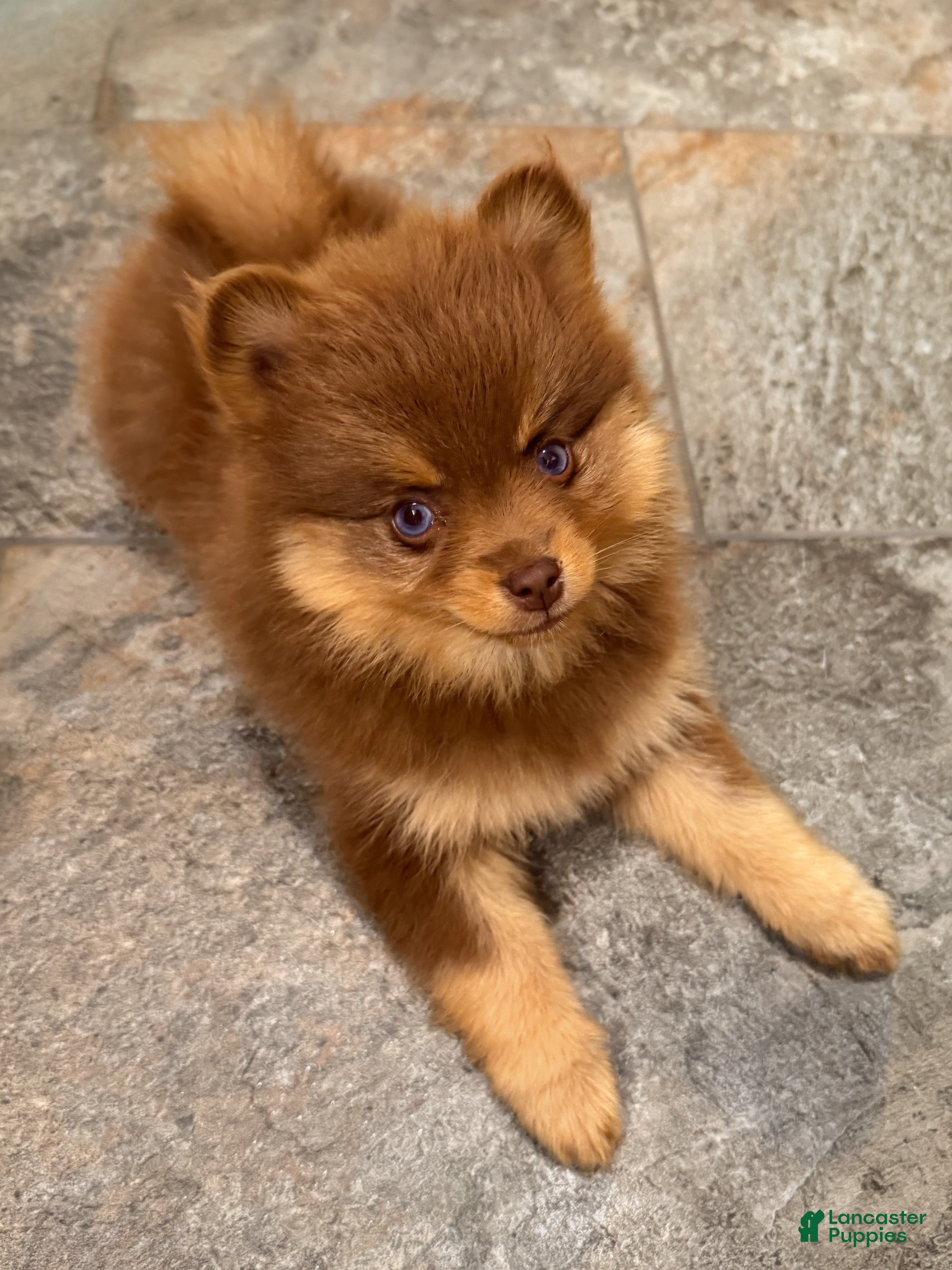 Pomsky dogs Heidi Jr. - Ad 1