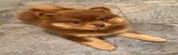 Pomsky dogs for sale: Heidi Jr. - Ad 6