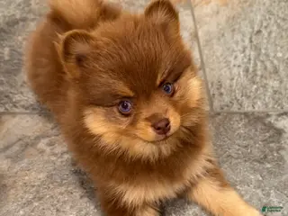 Pomsky dogs for sale: Heidi Jr. - Ad 2