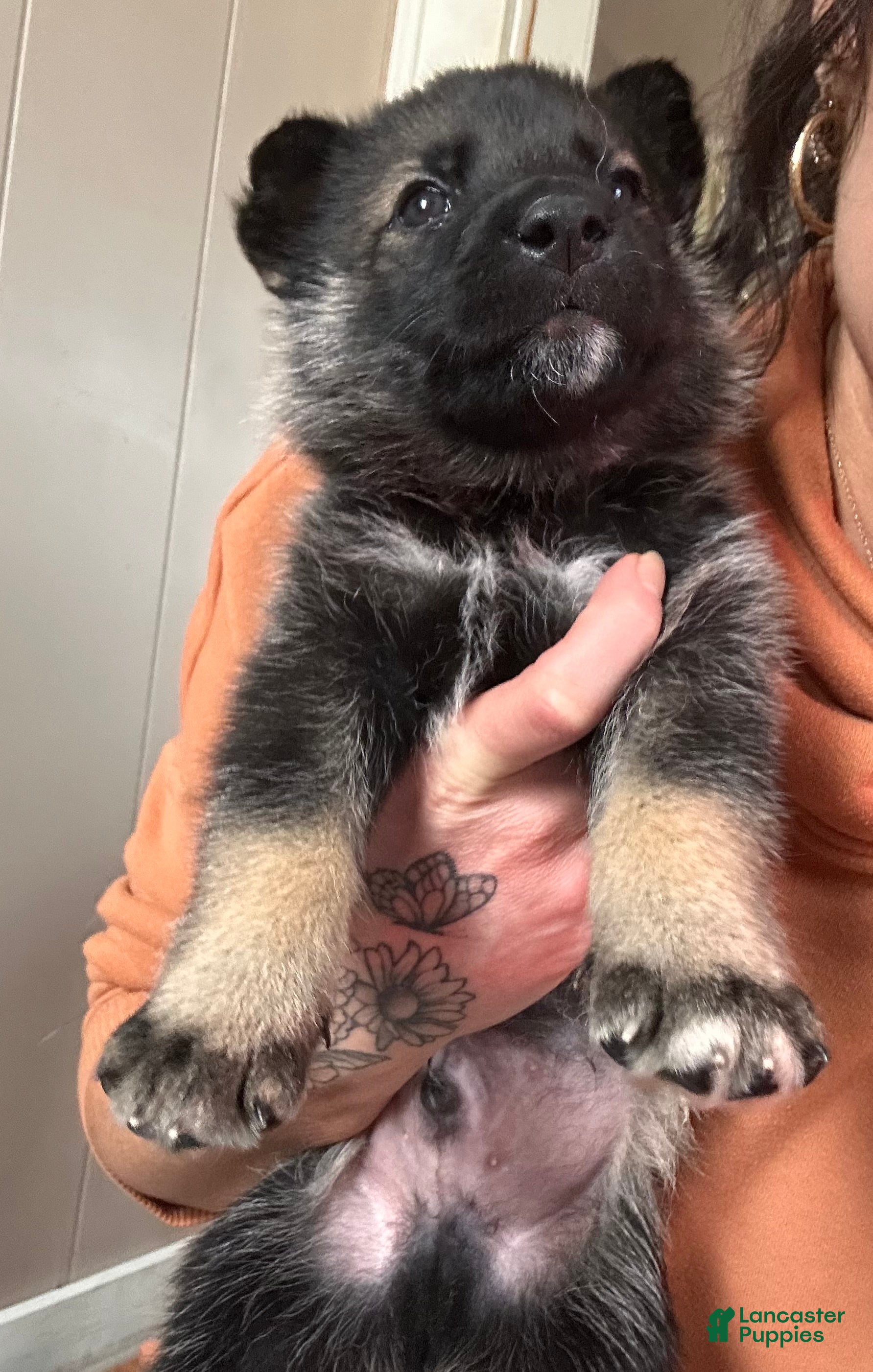 Gerberian Shepsky dogs (Light blue collar) Gerberian Shepsky Puppy 3 - Ad 25