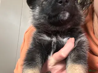 Gerberian Shepsky dogs (Light blue collar) Gerberian Shepsky Puppy 3 - Ad 26