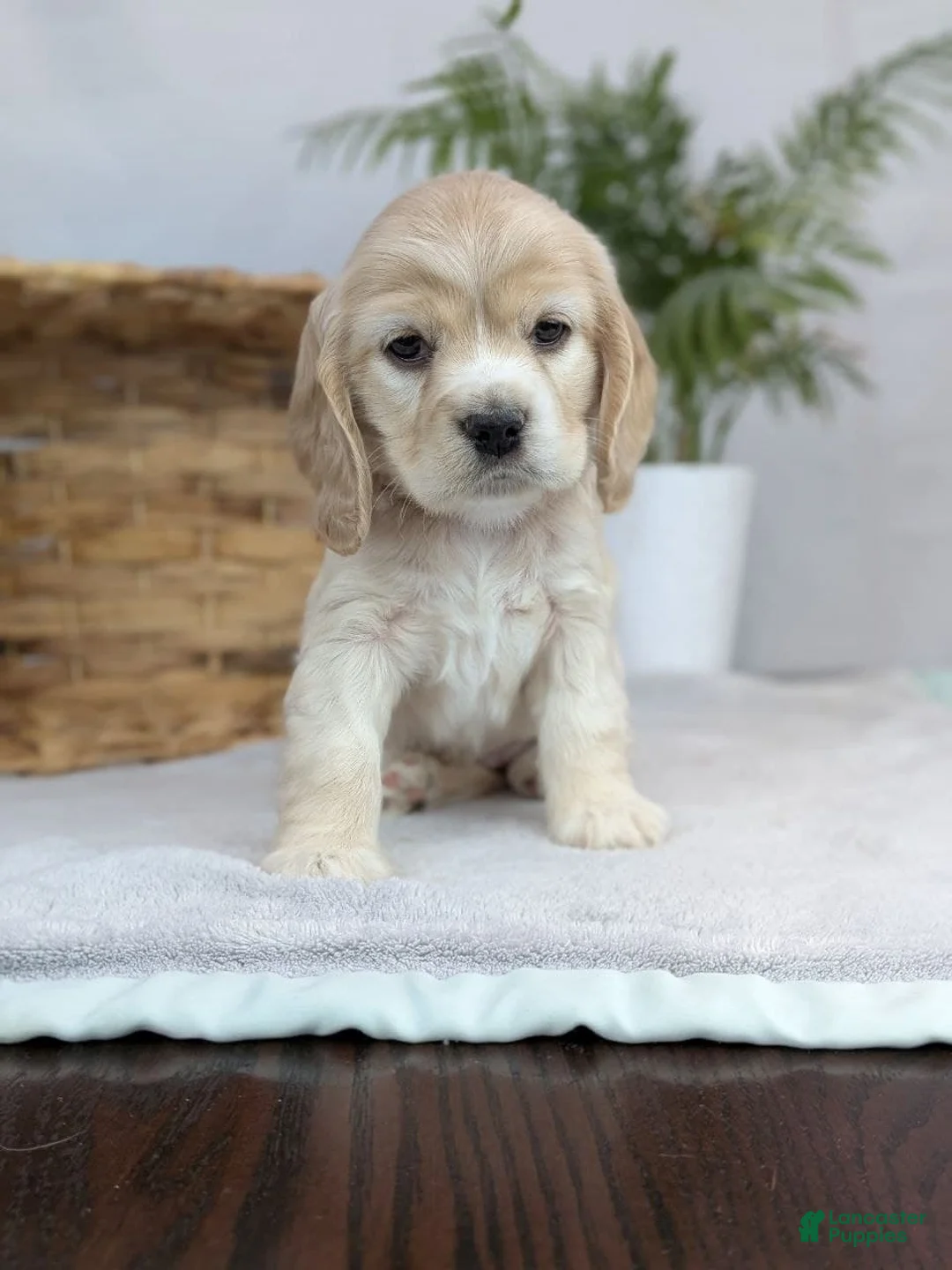 Cocker Spaniel dogs for sale: Cocker Spaniel Puppy 5 - Ad 2