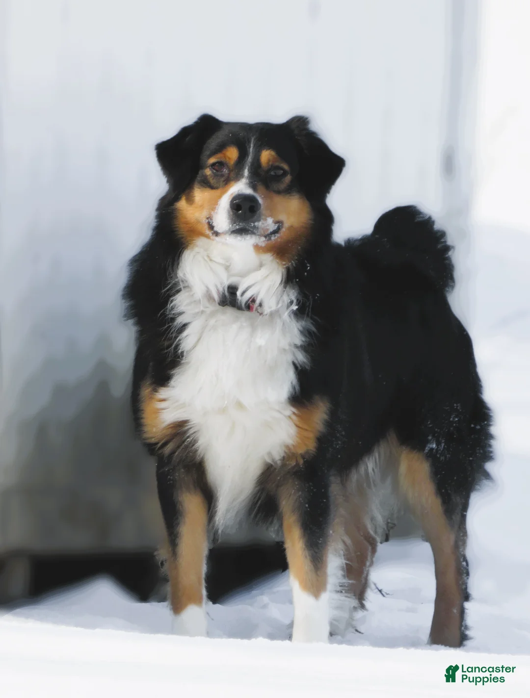 Australian Shepherd dogs for sale: Onyx - Ad 5