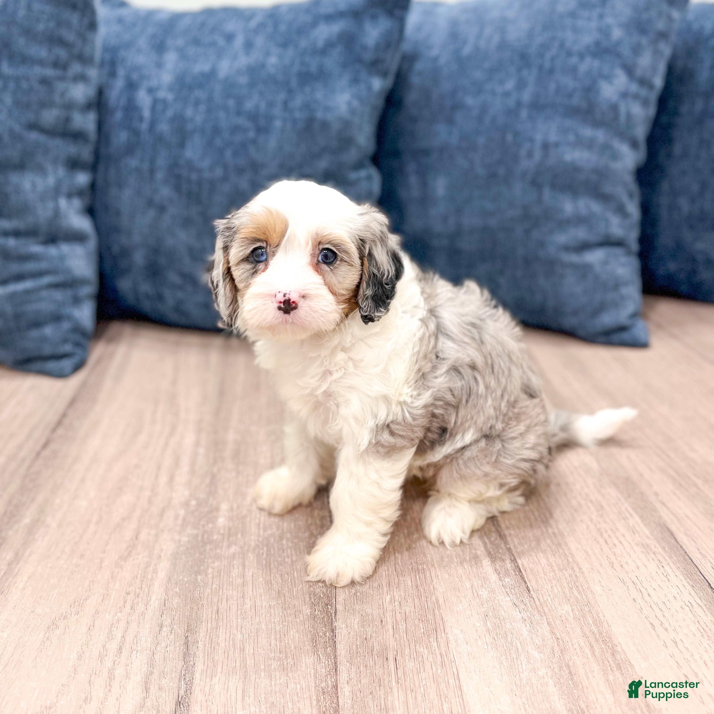 Cavapoo dogs Jewel - Ad 1