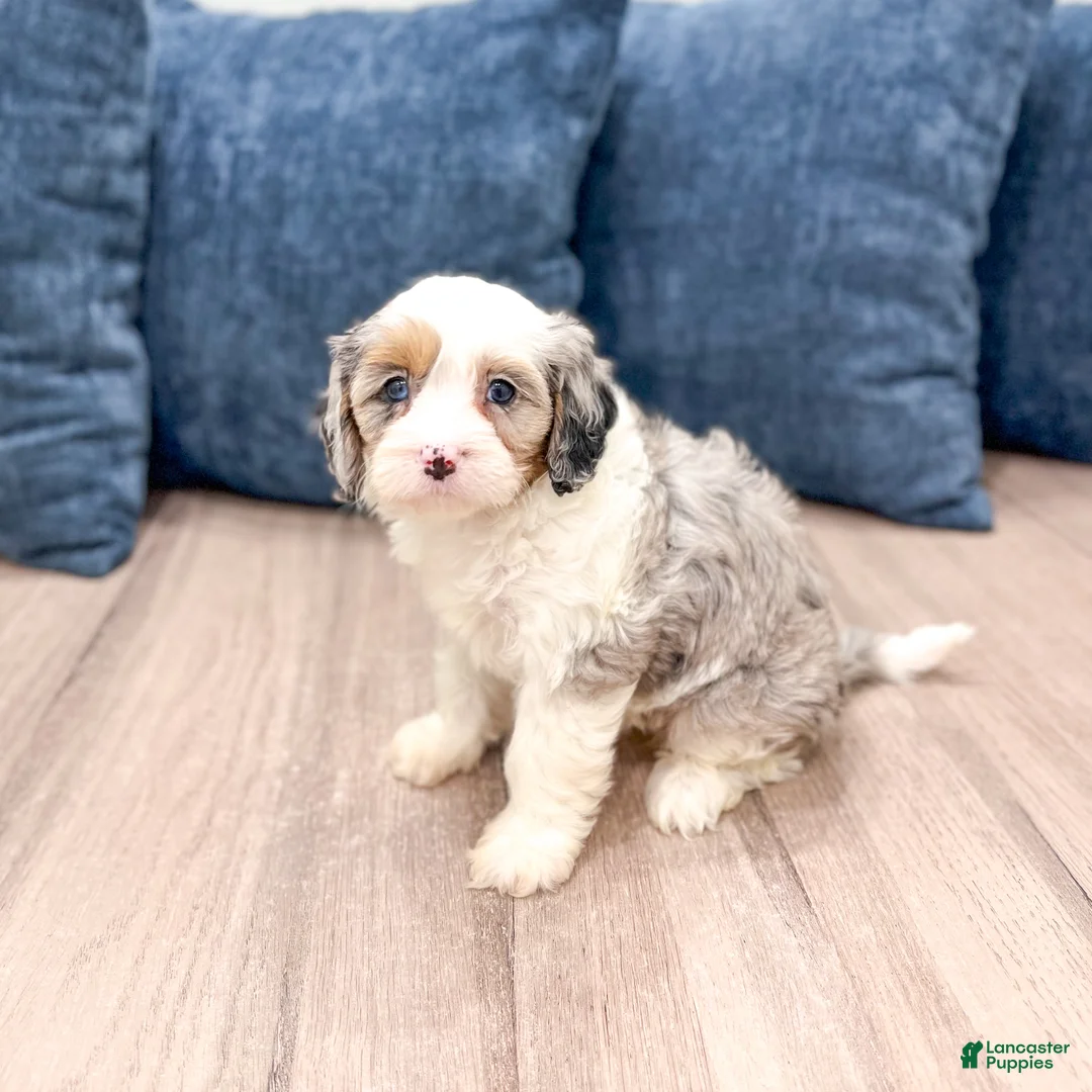 Cavapoo dogs for sale: Jewel - Ad 1