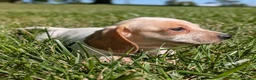 Miniature Dachshund dogs for sale: Eclair - Ad 2