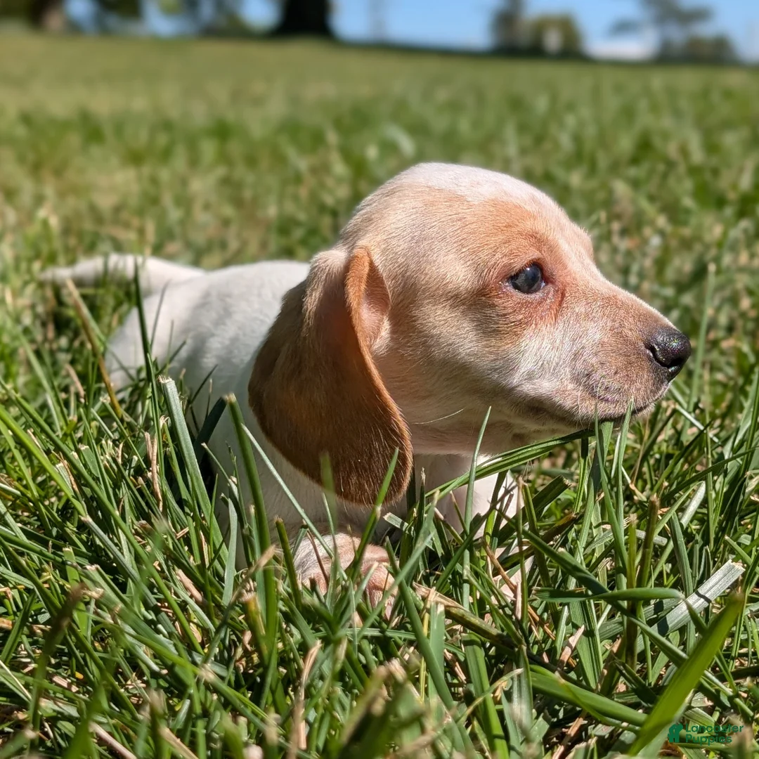 Miniature Dachshund dogs for sale: Eclair - Ad 2