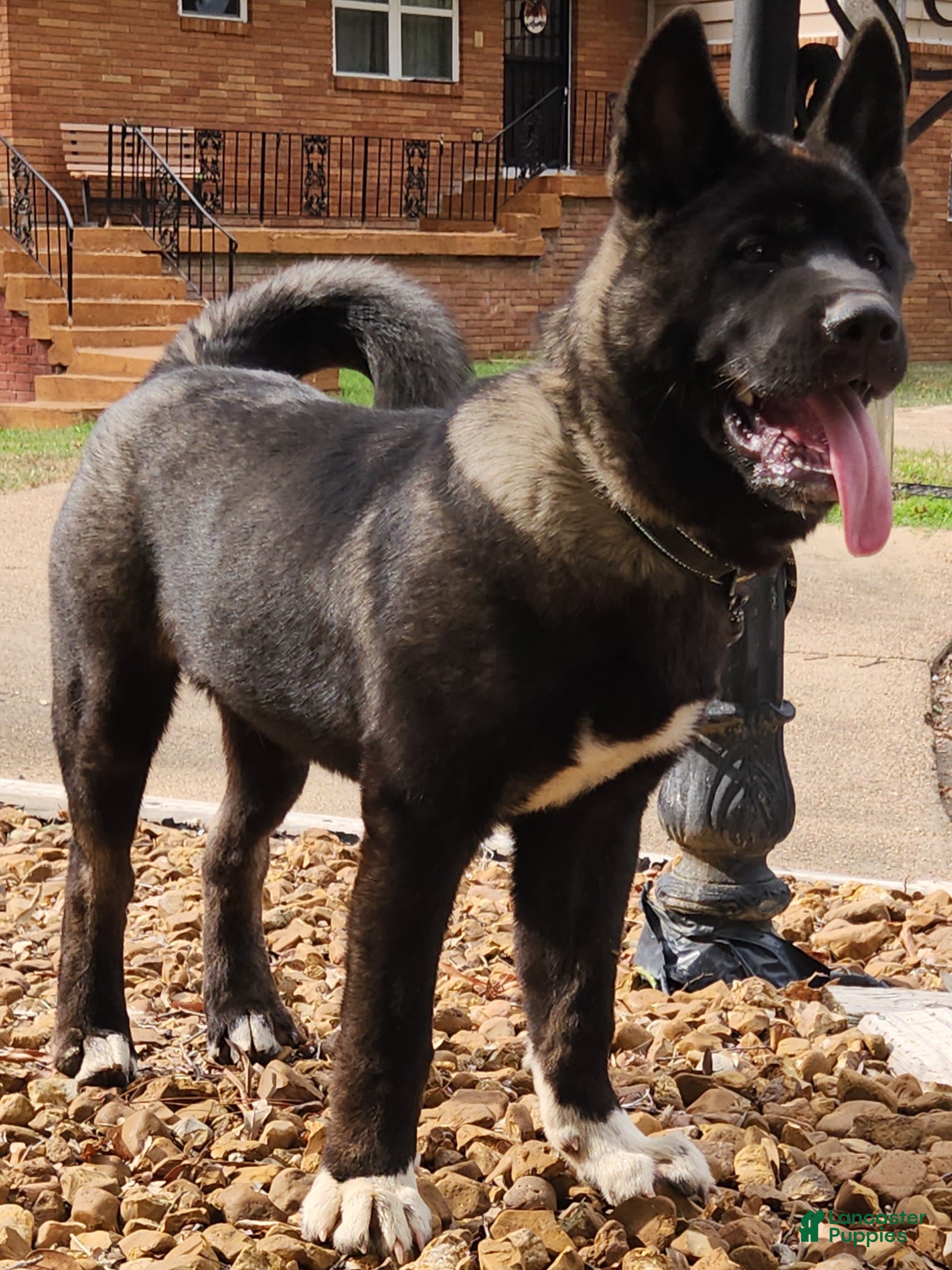 Akita dogs Miles - Ad 1