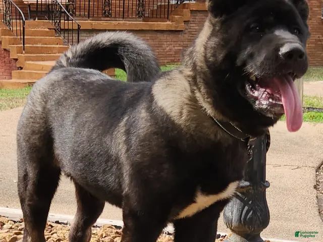 Akita dogs for sale: Miles - Ad 1