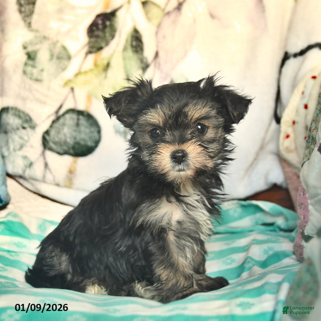 Morkie dogs for sale: Martha  - Ad 4