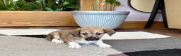 Mixed Breed dogs for sale: Italian greyhound/Havanese Sally  - Ad 13