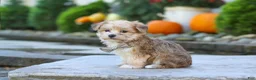 Morkie dogs for sale: Charlie - Ad 3