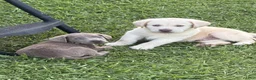 Labrador Retriever dogs for sale: Rivers - Ad 5
