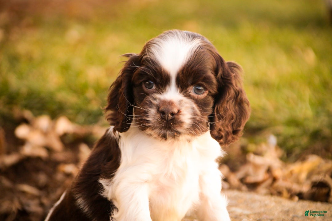 Cocker Spaniel dogs for sale: Gilbert - Ad 4