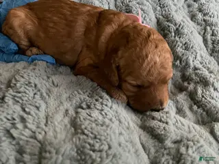 Goldendoodle dogs Goldendoodle Puppy 4 - Ad 10