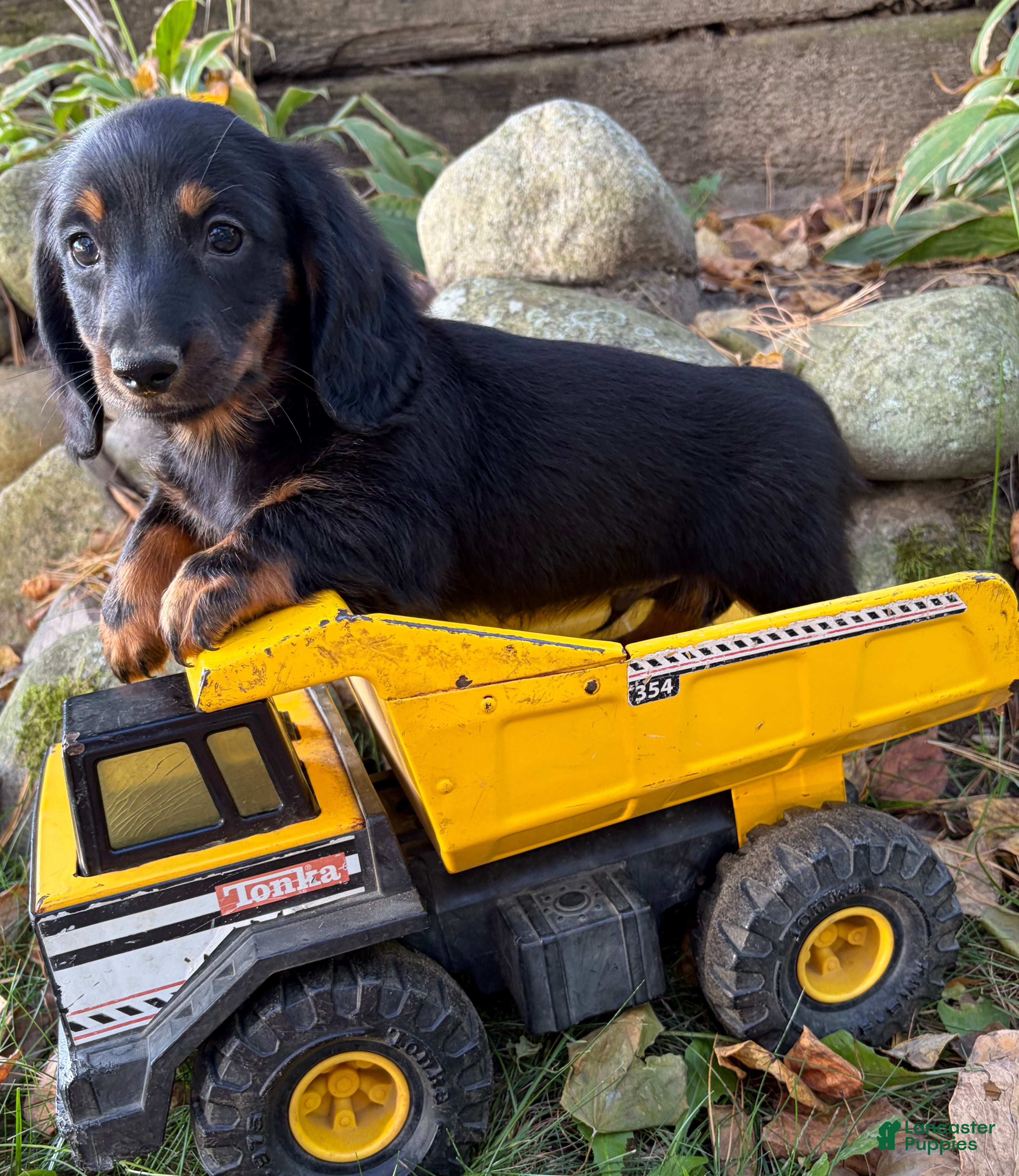 Dachshund dogs Teddy - Ad 1