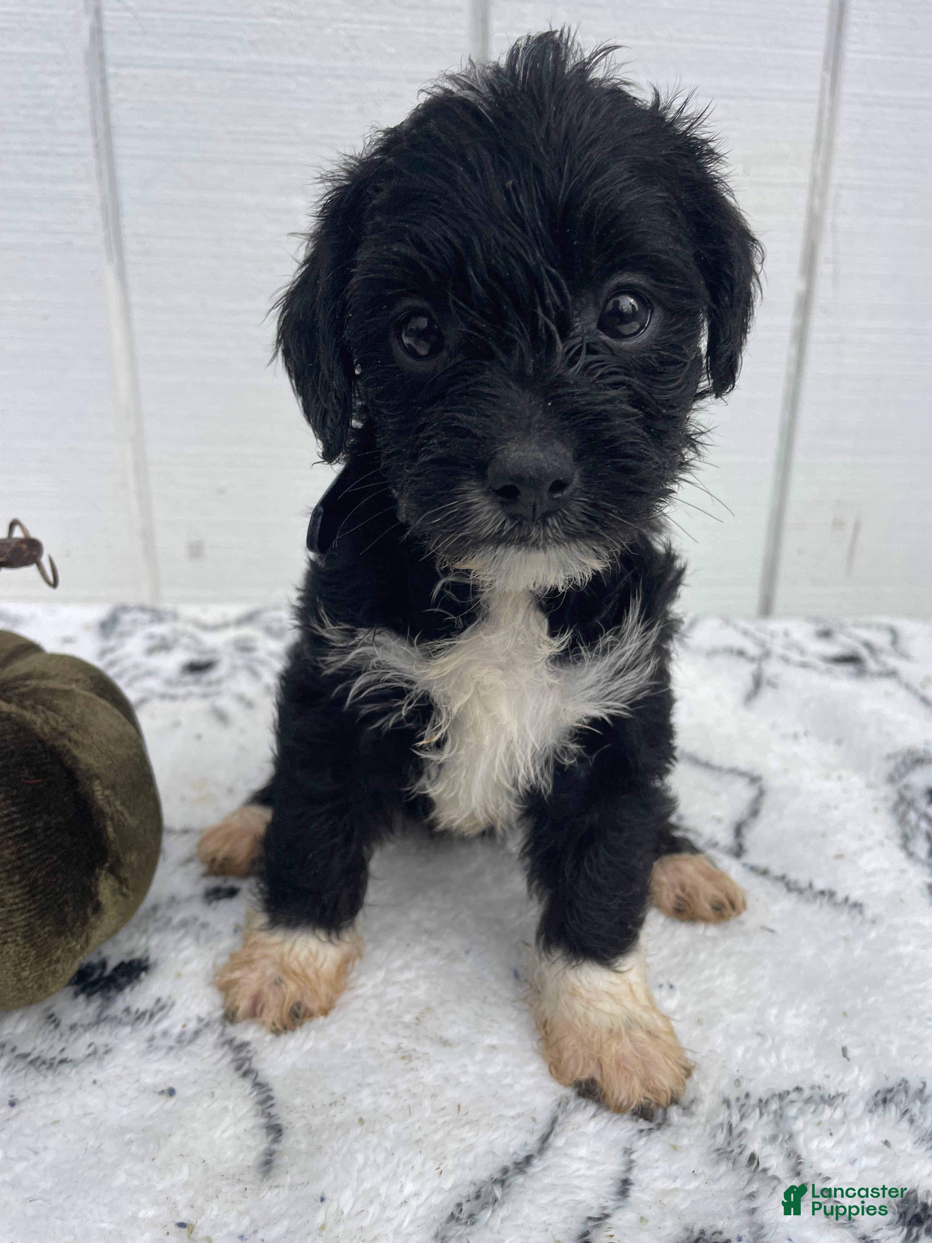 Yorkiepoo dogs Hope - Ad 1