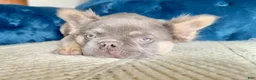 French Bulldog dogs for sale:  Rocky 🩶 Rare Lilac Tan Fluffy in LA, CA - USA DELIVERY OPTIONS! - Ad 13