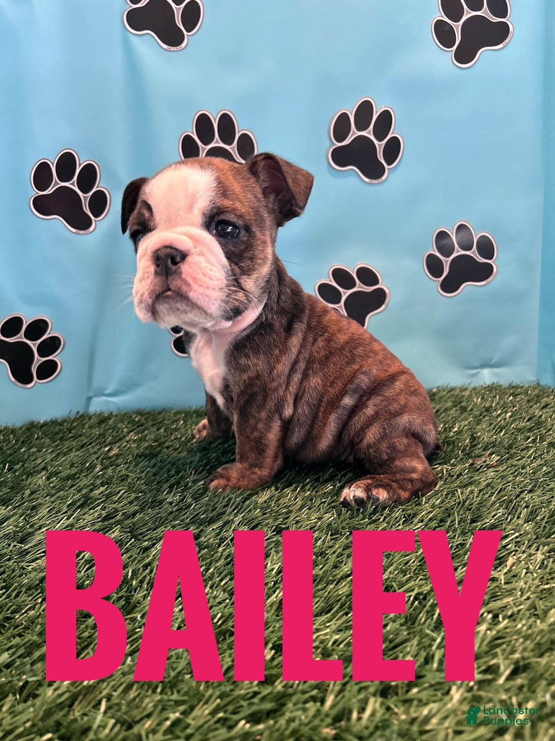 English Bulldog dogs for sale: BAILEY - Ad 3