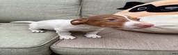 Jack Russell Terrier dogs for sale: Chocolate  - Ad 4