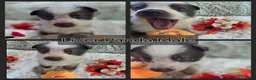 German Shepherd dogs for sale: AKC Liver Panda Male - Ad 1