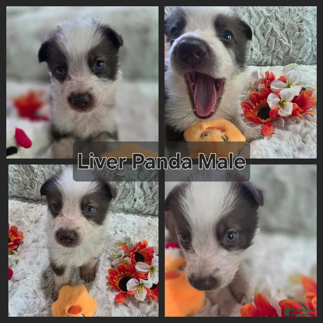 German Shepherd dogs for sale: AKC Liver Panda Male - Ad 1