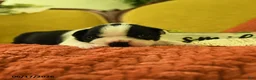 Boston Terrier dogs for sale: Viola - Ad 1