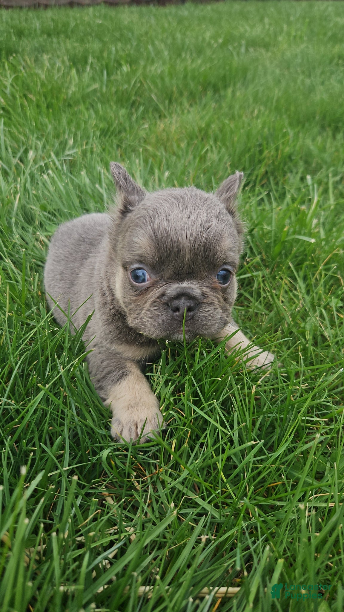 French Bulldog dogs Winnie - Ad 1