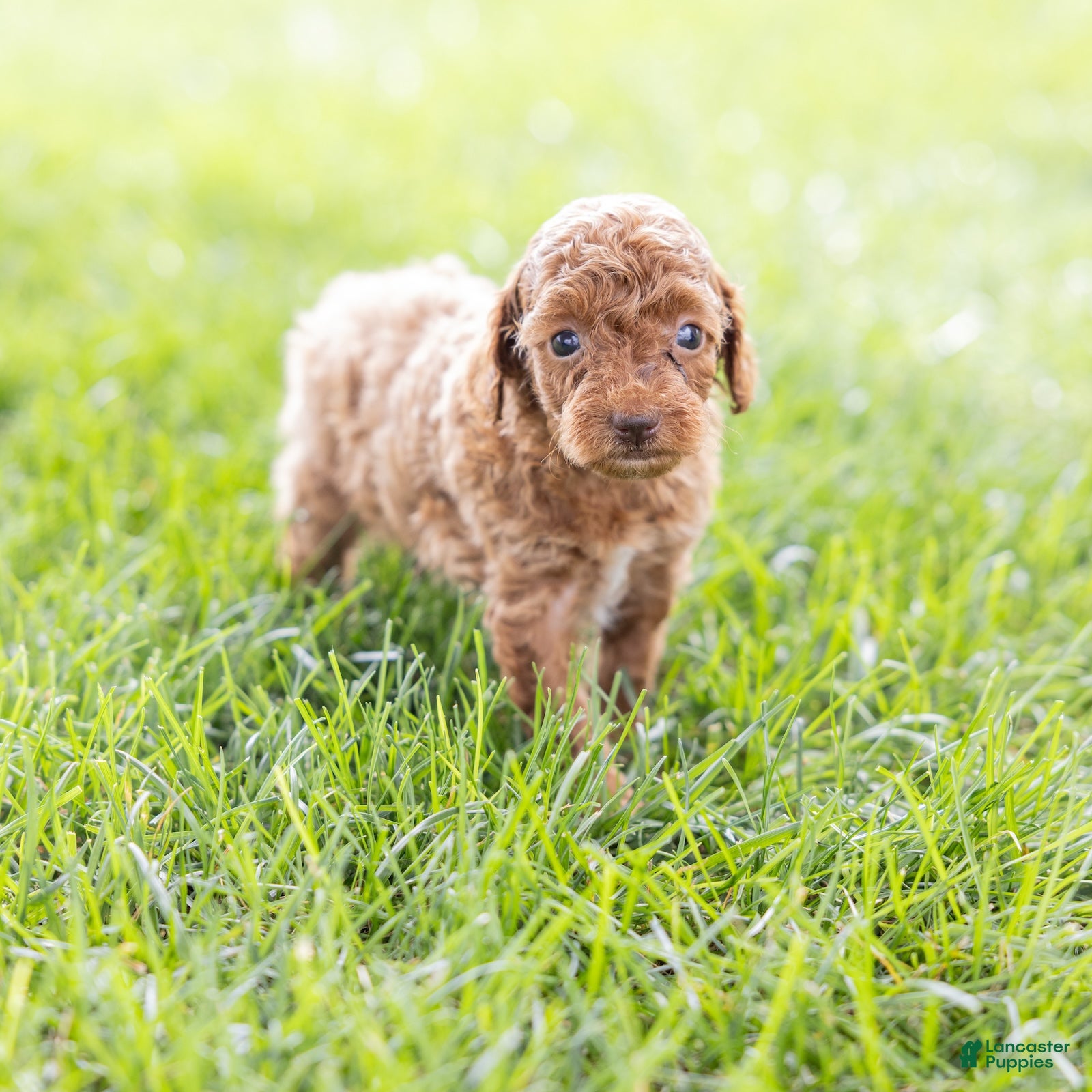 Toy Poodle dogs Olive - Ad 2