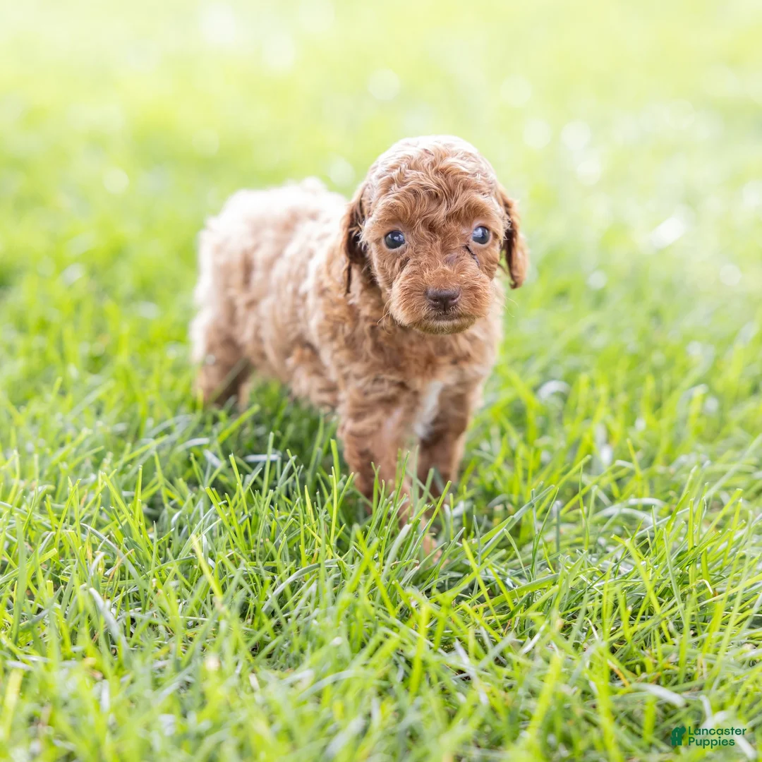 Toy Poodle dogs for sale: Olive - Ad 2
