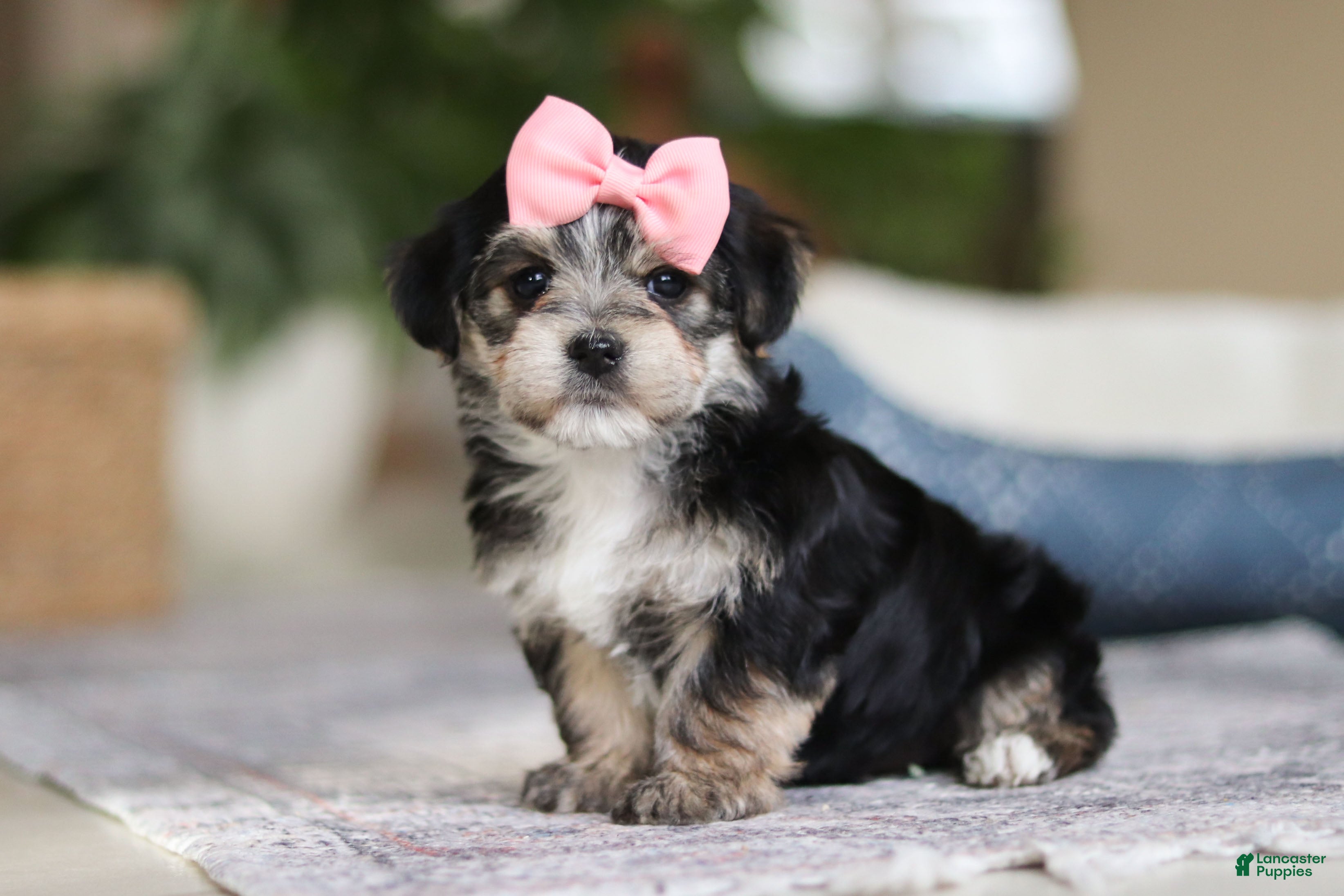 Morkie dogs Nora - Ad 7