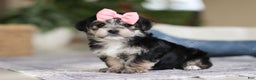 Morkie dogs for sale: Nora - Ad 1