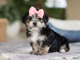 Morkie dogs Nora - Ad 21
