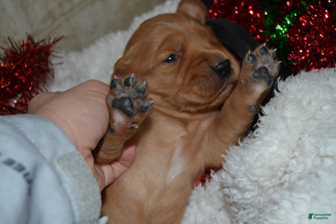 Golden Retriever dogs for sale: Ruby - Ad 4