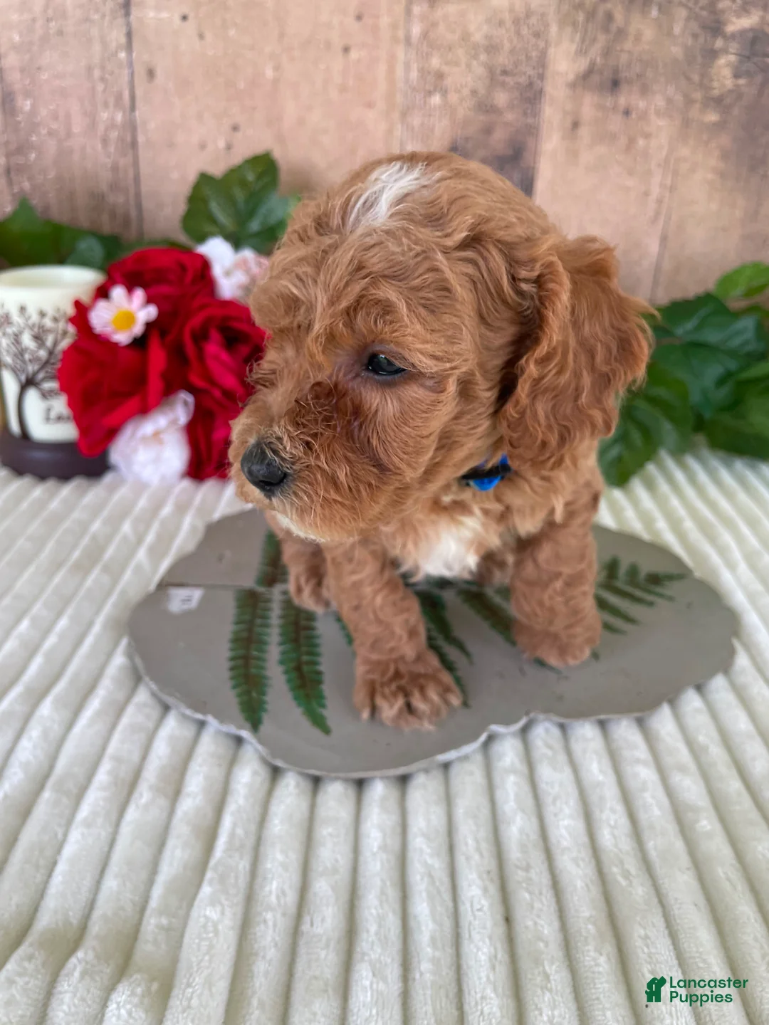 Mini Goldendoodle dogs for sale: Mr. Whaler - Ad 2
