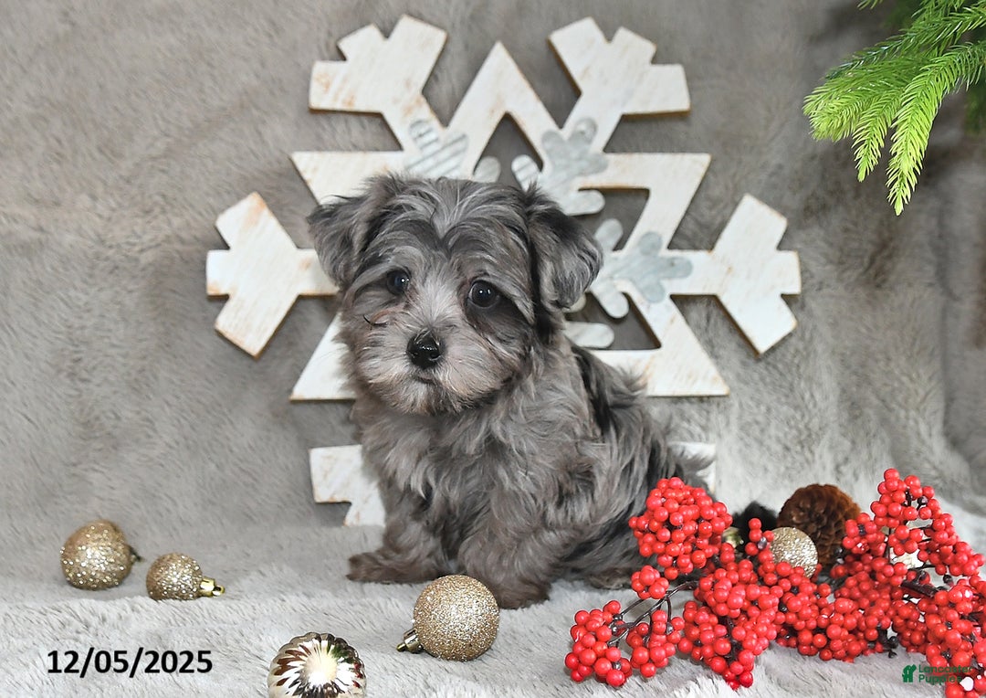 Yorkiepoo dogs for sale: Zack - Ad 10